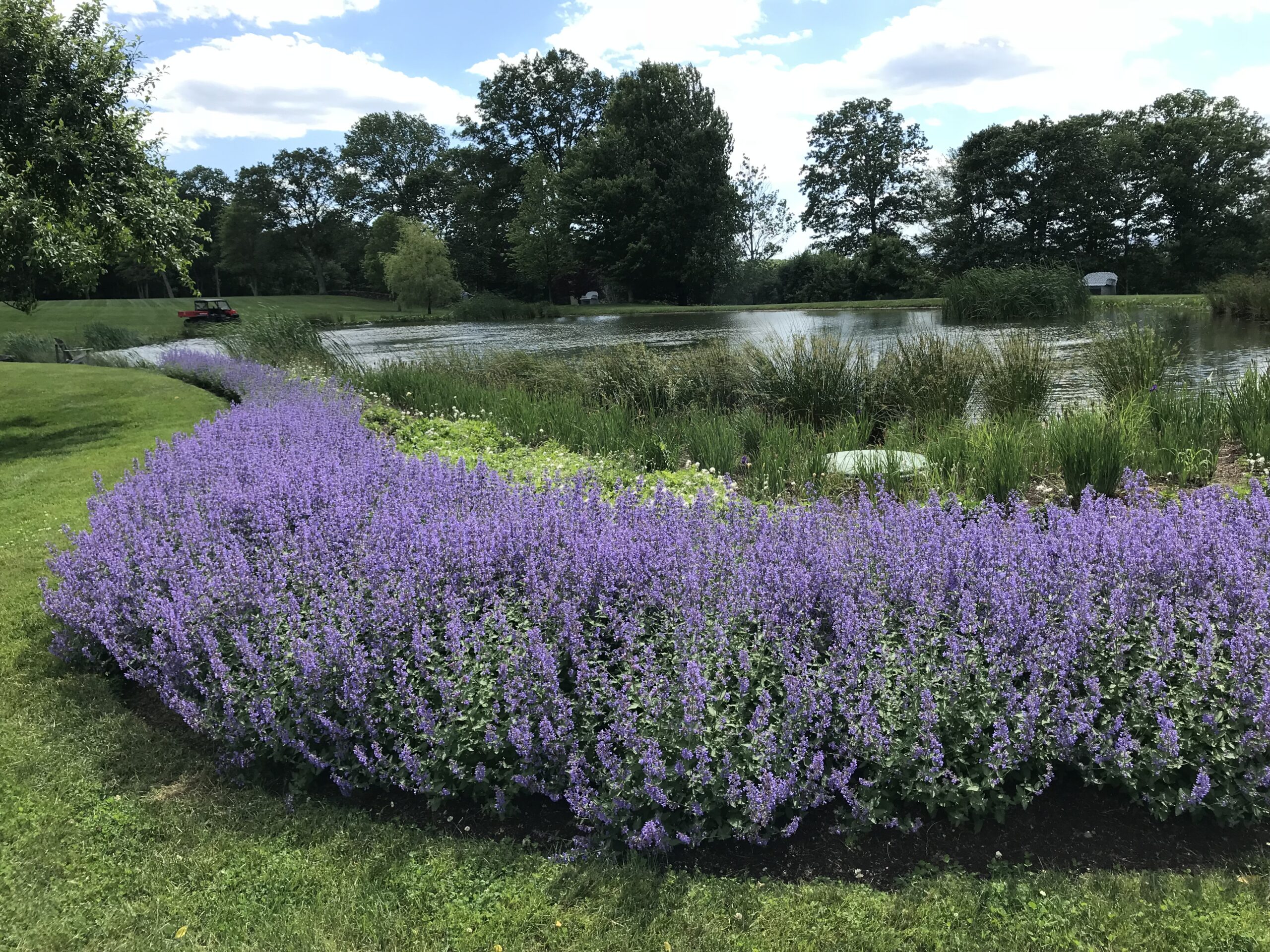 Beautiful pond grasses and lavender with perfect rolling lawn care by Carpenter Landscaping